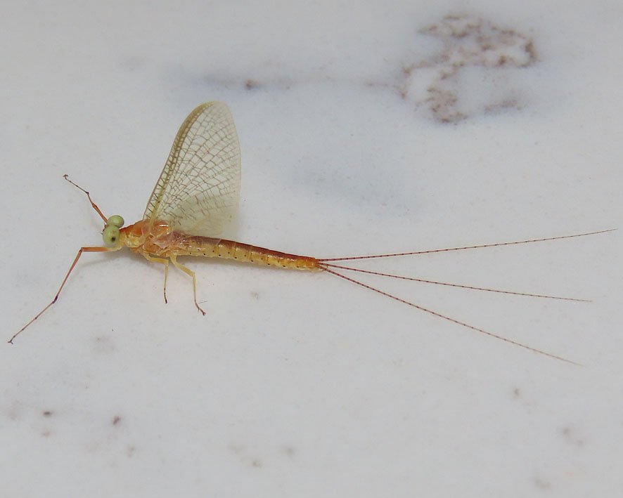 West Midlands Butterflies and Moths
