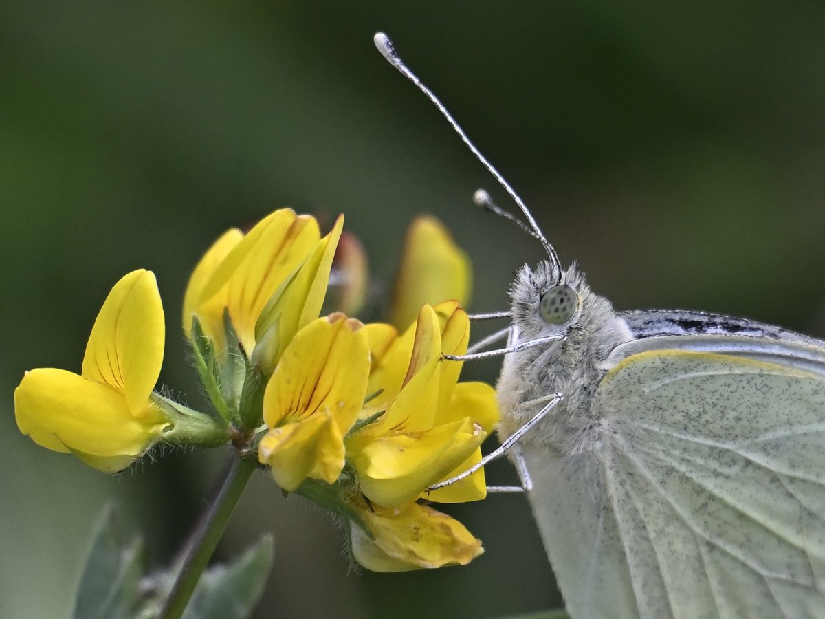 West Midlands Butterflies and Moths